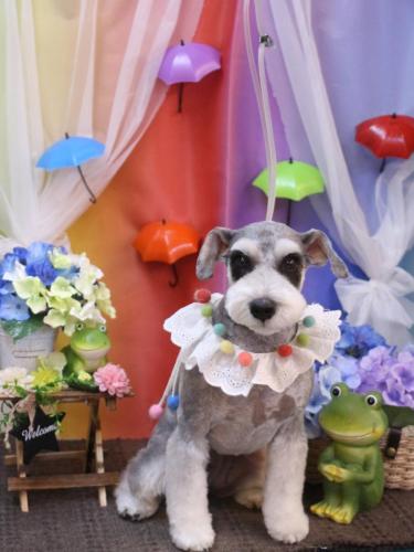 20230624ふたばちゃん